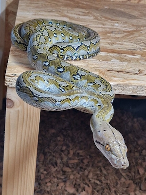 1.1 Malayopython reticulatus Jigsaw het Anthrax Mocha Purple '25