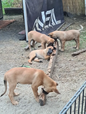 Belgischer Schäferhund Welpen, Malinois Bild 6