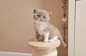 BKH Katze lilac white 