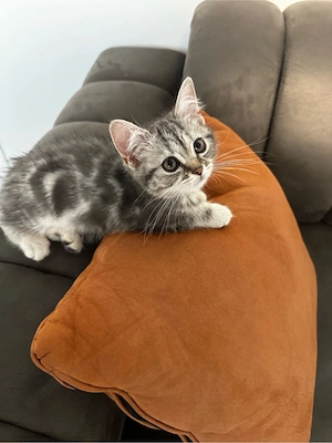 Bkh Babykatze 
