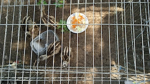 Nandu (Jungtiere)