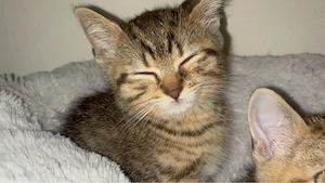 2 weibliche kitten sucht noch zuhause 