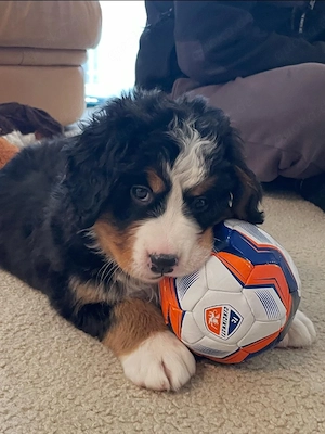 Lernen Sie Max kennen, unseren bezaubernden Berner Sennenhund-Welpen! 