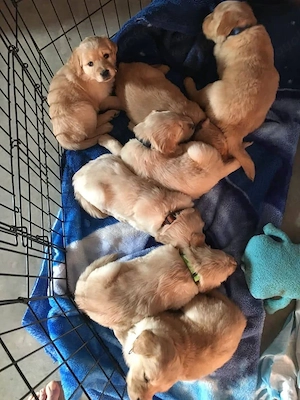 Hundewelpe 