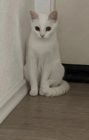 weiße Katze zu verkaufen
