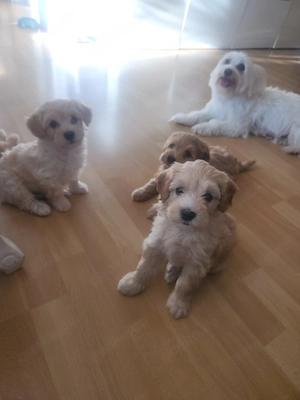 Maltipoo Welpen