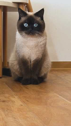 Deckkater !Kein Kauf! Bild 2