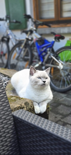 britisch kurzhaar kater  Bild 4