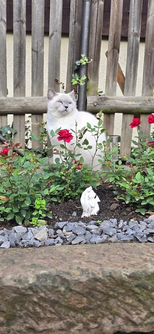 britisch kurzhaar kater  Bild 3