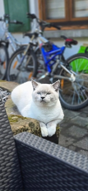 britisch kurzhaar kater  Bild 2