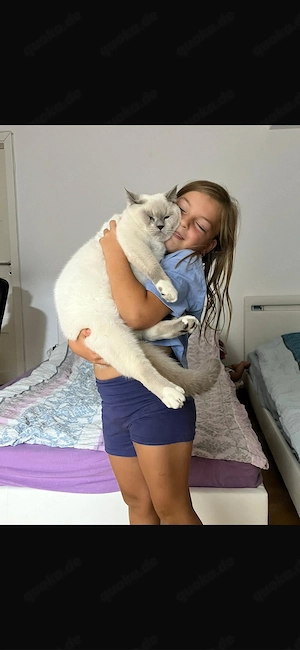 britisch kurzhaar kater  Bild 5