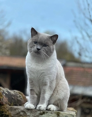 britisch kurzhaar kater 