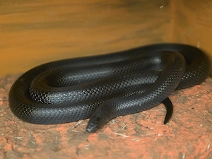 Lampropeltis micropholis NZ 2026
