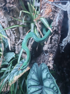 Asiatische Langnasennatter Gonyosoma Boulengeri NZ24 1.0