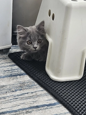ABHOLBEREIT Langhaar Kitten   Blue