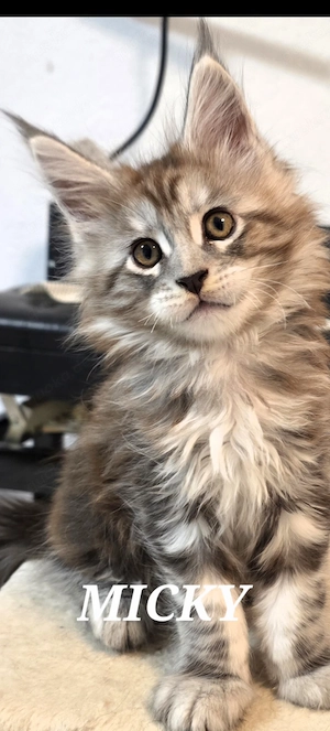Maine Coon Kitten Schwarz-Silber-Tabby mit Stammbaum, 2x geimpft und gechipt