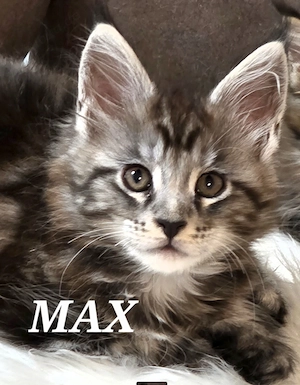 Maine Coon Kitten Schwarz-Silber-Tabby mit Stammbaum, 2x geimpft und gechipt