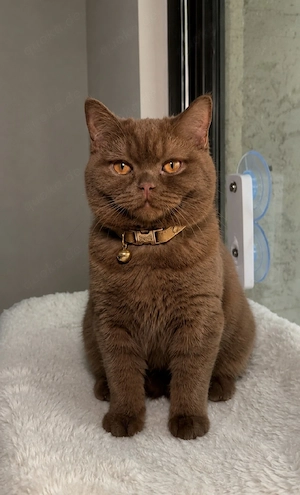 Darf ich Ihnen Cinnamon vorstellen, eine drei Monate alte BKH-Katze, die auf ihre Familie wartet?