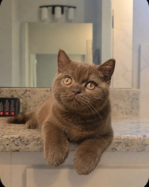 Darf ich Ihnen Cinnamon vorstellen, eine drei Monate alte BKH-Katze, die auf ihre Familie wartet?