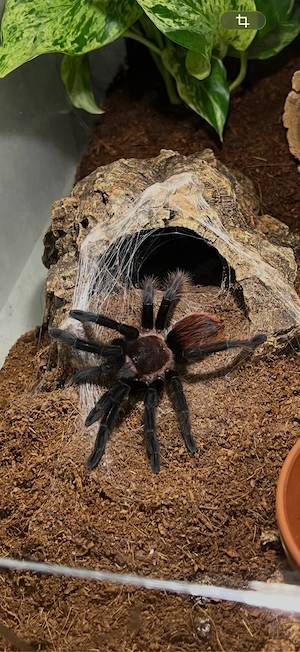 2 Tliltocatl Vagans 0.0.1 Vogelspinne