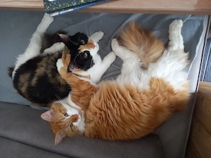 Neues Zuhause für Leo und Lilly gesucht 