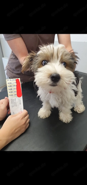 Yorkshire Terrier welpen 