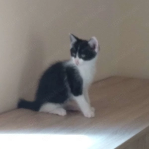 Zwei Katzenkinder suchen ein neues Zuhause. 12 Wochen alt
