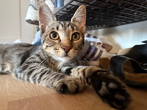 Nora, 5 Monate, sucht ihre Familie! 