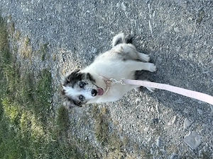 Border Collie Hündin Blue Merle 4 Monate