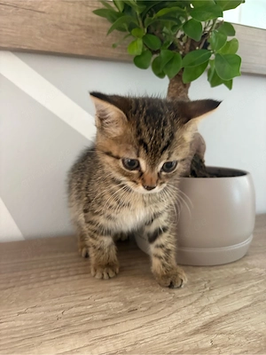 Kleines Kitten sucht für immer Zuhause