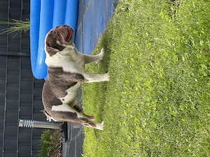 Englische Bulldogge  Bild 3
