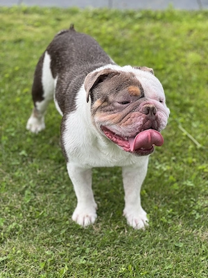 Englische Bulldogge  Bild 4