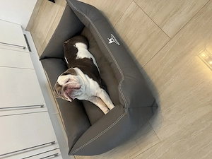 Englische Bulldogge  Bild 2