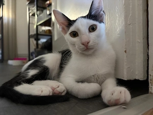 Cherry, 5 Monate, sucht ihre Familie! 