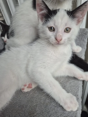 Maine Coon Mix 