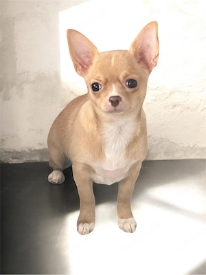 Chihuahua Hündin Kurzhaar