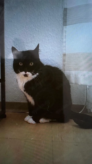 Hauskatzen  zwei