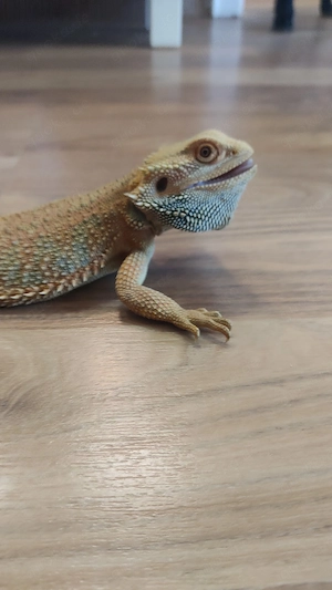 Bartagamen Männchen 