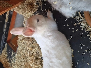 Zwergkaninchen männlich 