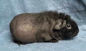 Skinny Pig Meerschweinchen Mädel 12 Monate