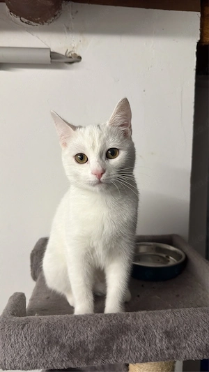 EKH Katze, 13 Wochen   liebevolles Zuhause gesucht