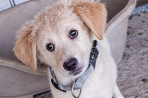 19 W, liebes Hundekind mit Puschelohren sucht ihr Zuhause