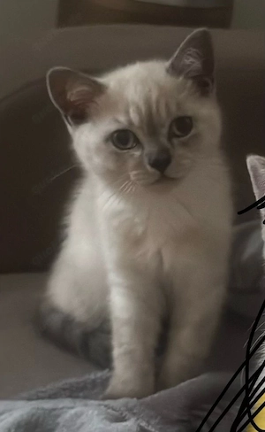 katzenbebey bkh 
