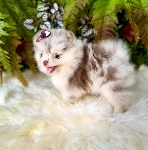 Atemberaubender Pomeranian-Welpe   ein echter Hingucker!  Lernen Sie diesen wunderschönen Pomeranian