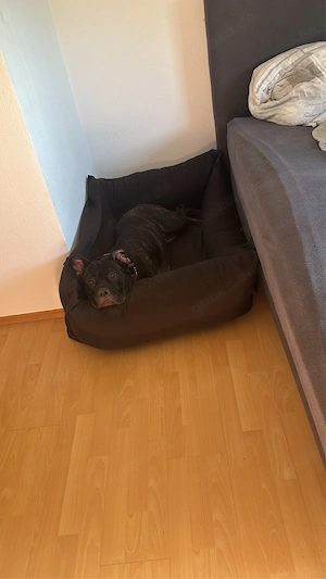 Cane Corso 
