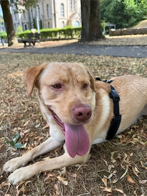 Labrador zu verkaufen