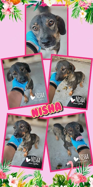 kleine, sehr liebe, menschenbezogene Hündin "Nisha" sucht dringend ein Zuhause