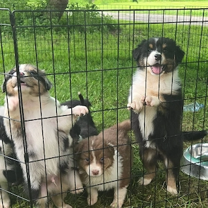 Liebevolle Australian-Shepherd Welpen suchen ein neues Zuhause