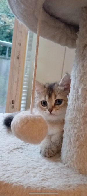 BKH Kitten Katerchen Black golden shaded 