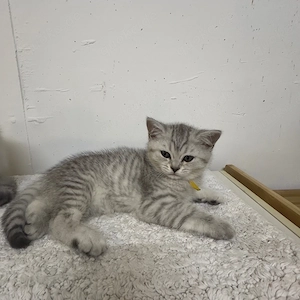 Wunderschöne Britisch Kurzhaar Kitten abgabebereit